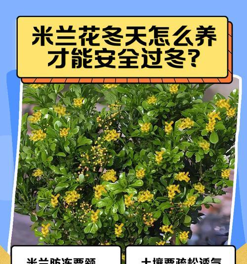 米兰的养殖技巧和注意事项是什么？