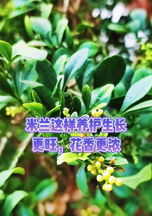 米兰的养殖技巧和注意事项是什么？