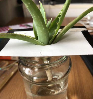 水培芦荟的步骤是什么？如何确保水培芦荟成功？