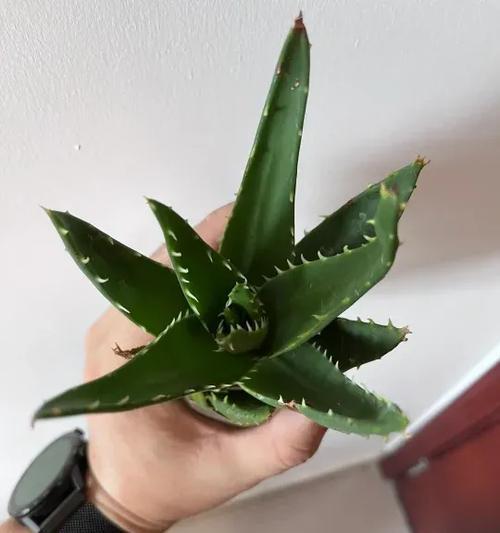 水培芦荟的步骤是什么？如何确保水培芦荟成功？