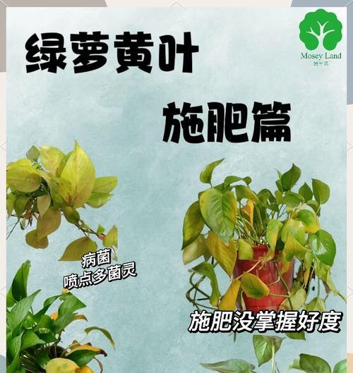 绿萝施肥的正确方法是什么？