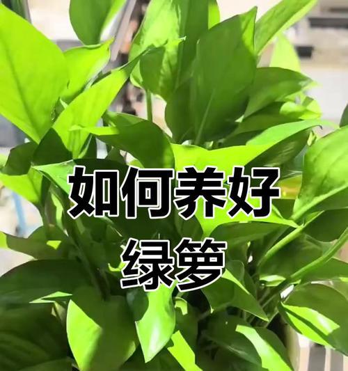 绿萝施肥的正确方法是什么？