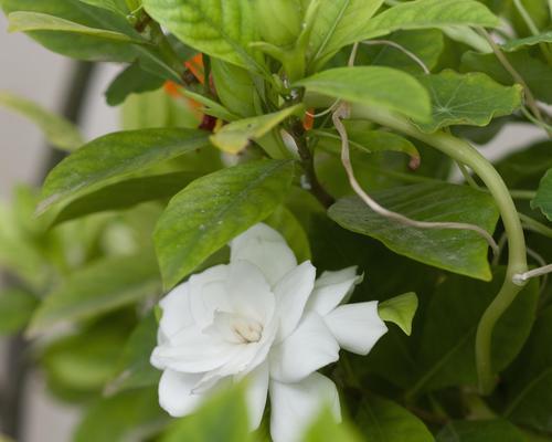 栀子花的插枝技巧是什么？如何提高栀子花的成活率？