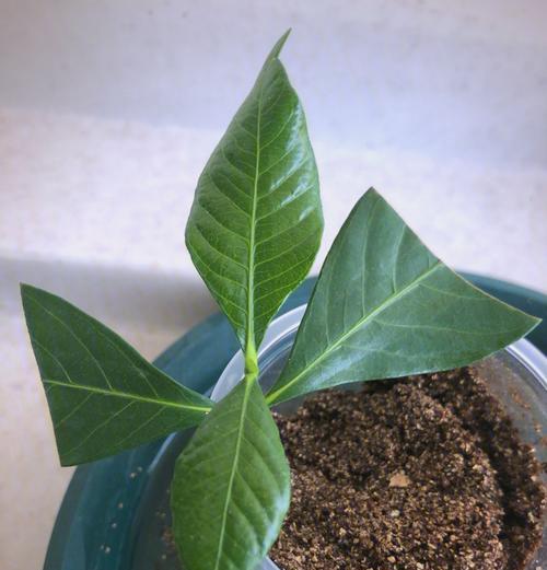 栀子花的插枝技巧是什么？如何提高栀子花的成活率？