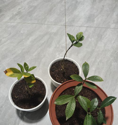栀子花的插枝技巧是什么？如何提高栀子花的成活率？