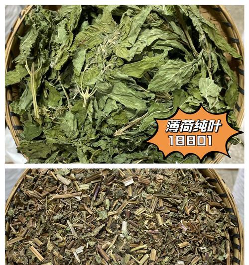 薄荷叶的外观特征是什么？如何辨别薄荷叶？