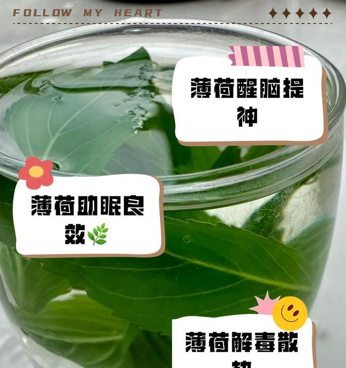薄荷叶的外观特征是什么？如何辨别薄荷叶？