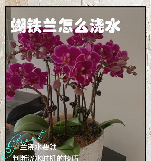 出门花的浇水技巧是什么？怎样判断其浇水时机？