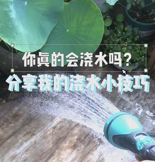 出门花的浇水技巧是什么？怎样判断其浇水时机？