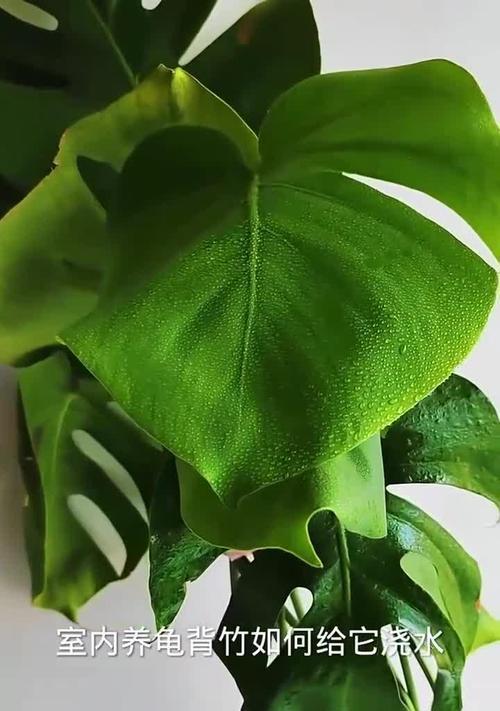 龟背竹浇水过多如何补救？