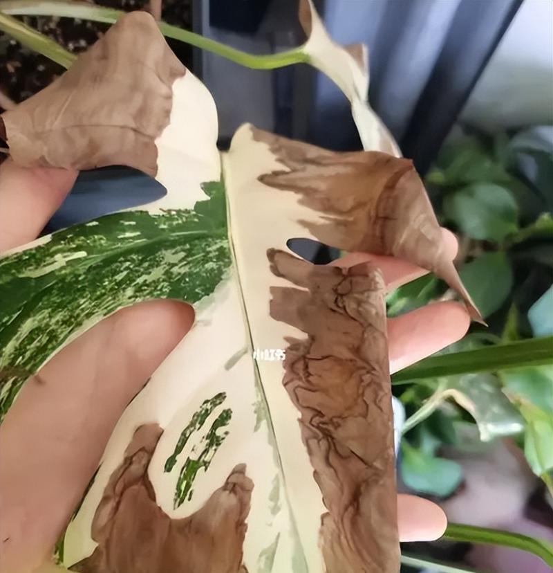 龟背竹浇水过多如何补救？