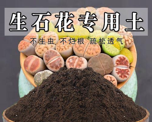生石花烂根了怎么办？如何预防和处理？