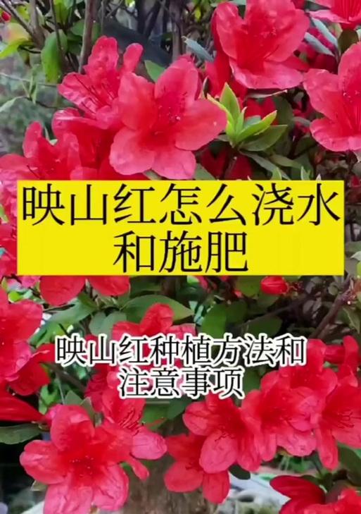映山红繁殖的有效方法？繁殖后如何照料？