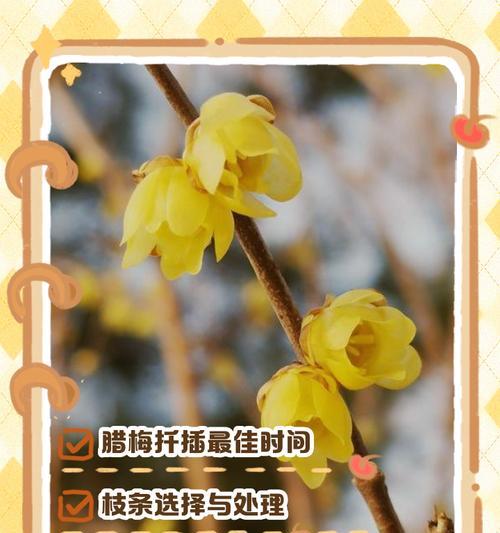 腊梅扦插的最佳时期和方法是什么？如何提高扦插成功率？