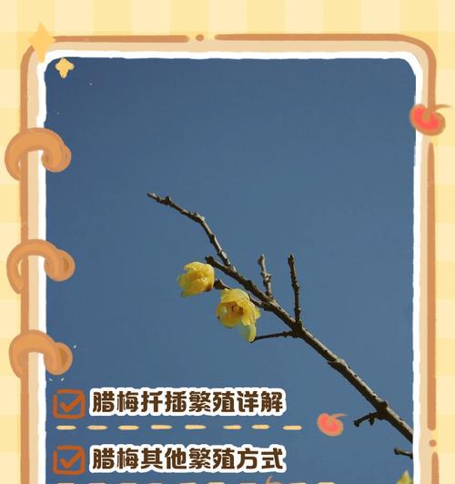 腊梅扦插的最佳时期和方法是什么？如何提高扦插成功率？
