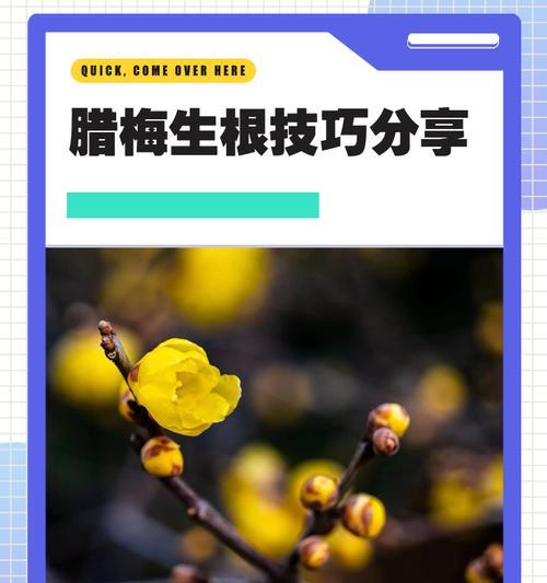 腊梅扦插的最佳时期和方法是什么？如何提高扦插成功率？