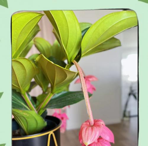宝莲灯花怎么浇水？宝莲灯花的浇水技巧是什么？
