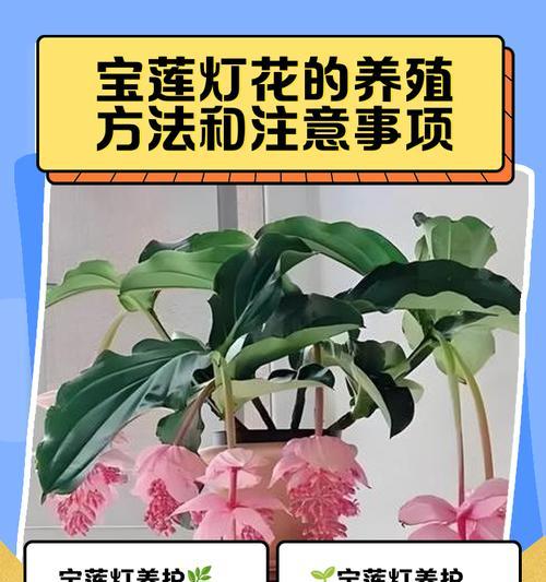 宝莲灯花怎么浇水？宝莲灯花的浇水技巧是什么？