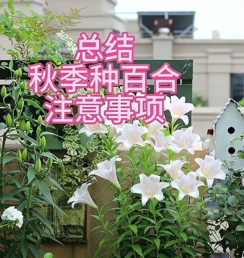 百合有哪些品种？百合的栽培技巧和注意事项是什么？