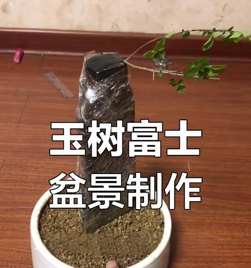 榆树盆景制作方法是什么？