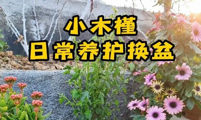 木槿换盆的最佳时机是什么时候？换盆后木槿如何养护？
