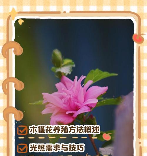 木槿换盆的最佳时机是什么时候？换盆后木槿如何养护？