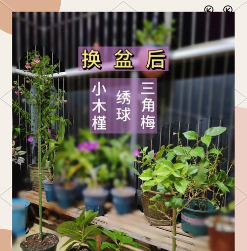 木槿换盆的最佳时机是什么时候？换盆后木槿如何养护？