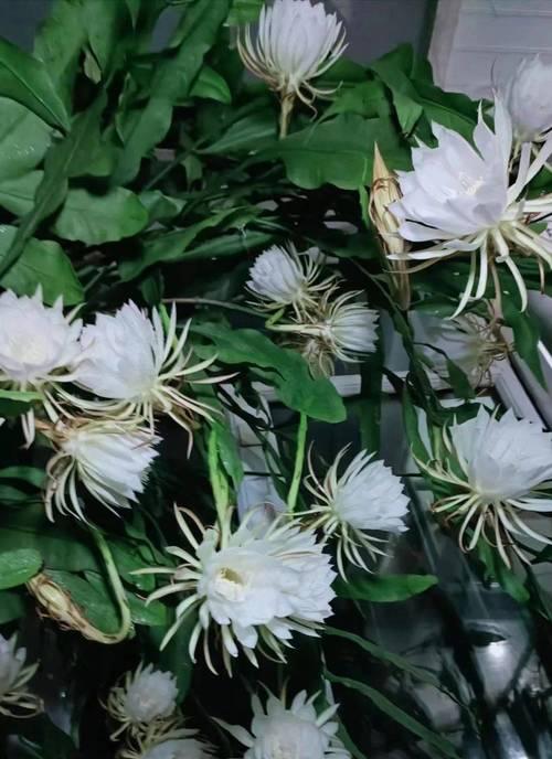昙花为什么一现？昙花开花短暂的原因是什么？