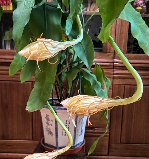 昙花为什么一现？昙花开花短暂的原因是什么？