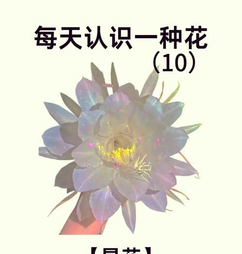 昙花为什么一现？昙花开花短暂的原因是什么？