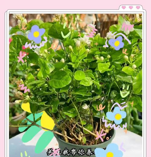 茉莉花的养殖方法和常见问题解答？