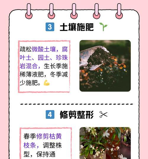 茉莉花的养殖方法和常见问题解答？