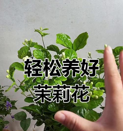 茉莉花的养殖方法和常见问题解答？