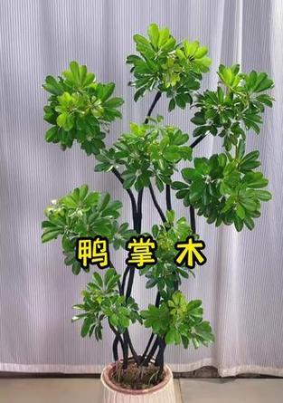 鸭脚木叶子发黄的处理方法有哪些？