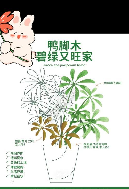 鸭脚木叶子发黄的处理方法有哪些？