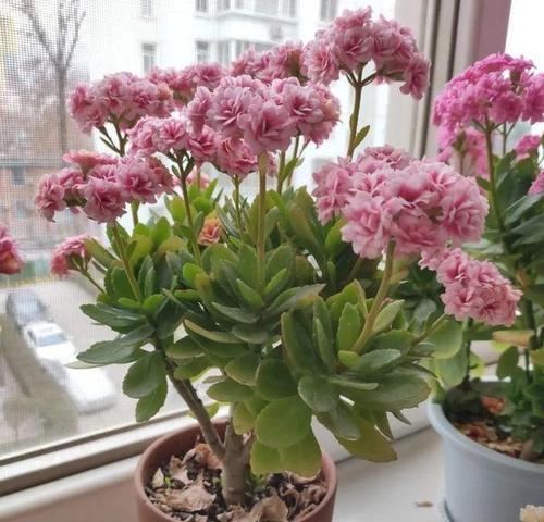 家庭栽花选择哪种花盆最合适？