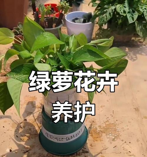 盆栽绿萝的养殖方法是什么？