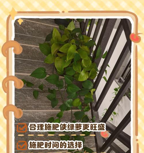 盆栽绿萝的养殖方法是什么？