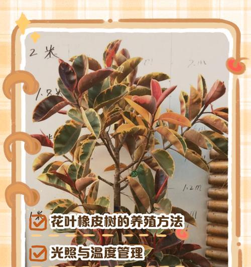 橡皮树叶子不亮？如何恢复光泽？