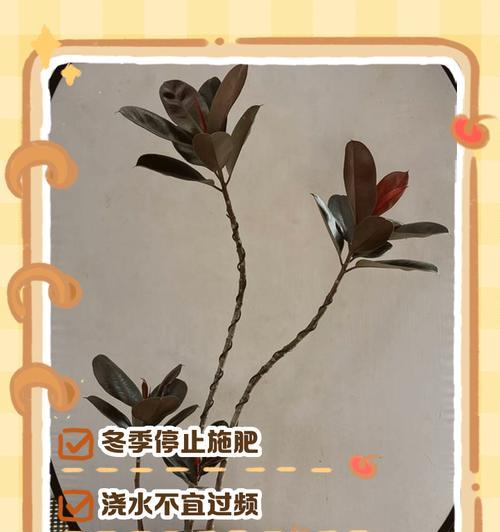 橡皮树叶子不亮？如何恢复光泽？