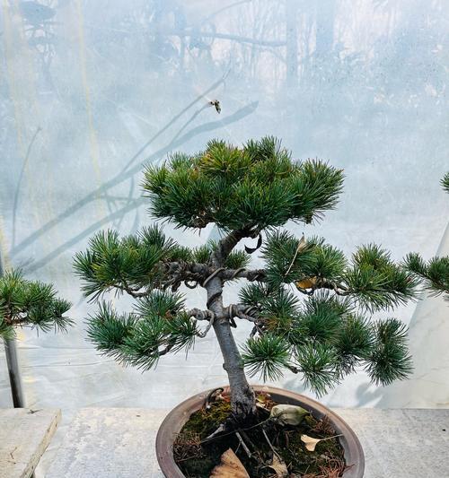 五针松哪个品种好？如何选择最适合的五针松？