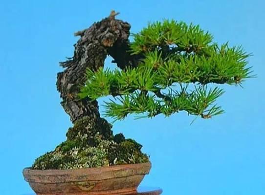 五针松哪个品种好？如何选择最适合的五针松？