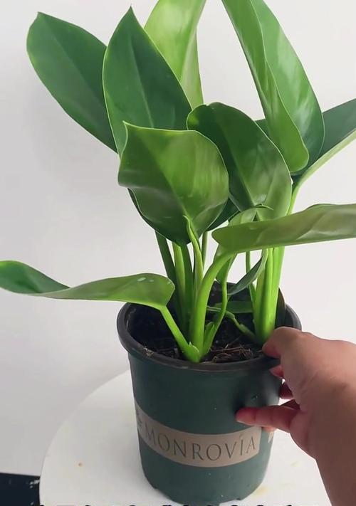 盆栽有什么？盆栽植物的选择和养护方法是什么？