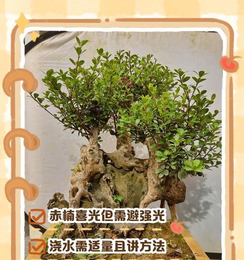 盆栽有什么？盆栽植物的选择和养护方法是什么？