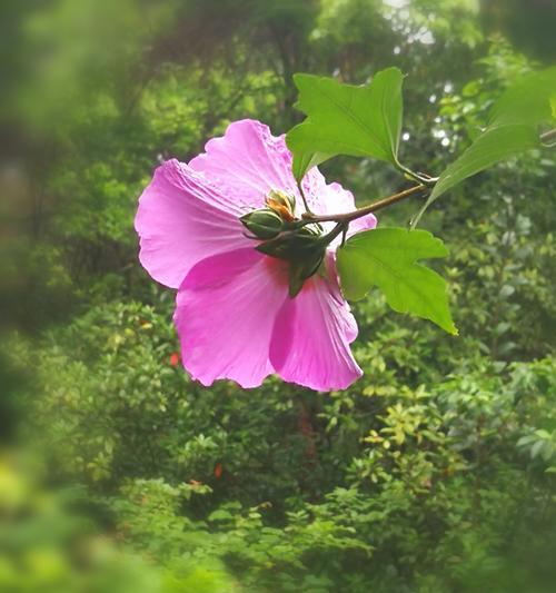 木芙蓉的养殖技巧有哪些？怎样才能使其花开不断？