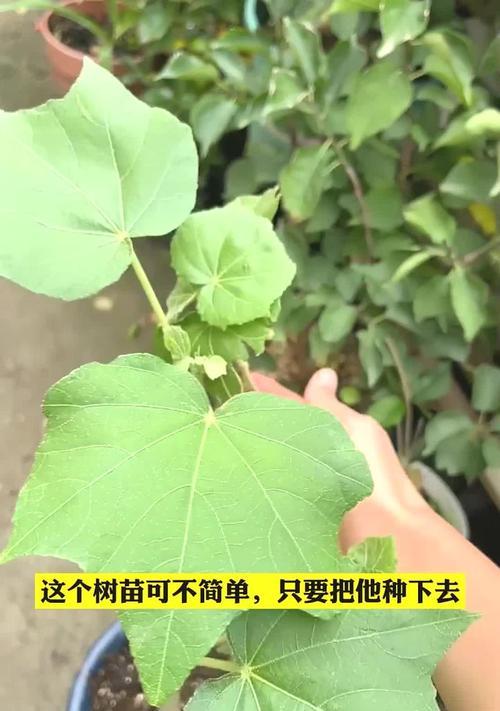 木芙蓉的养殖技巧有哪些？怎样才能使其花开不断？