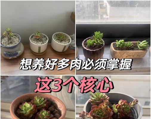室内花卉的养护要点是什么？如何让室内花更茂盛？