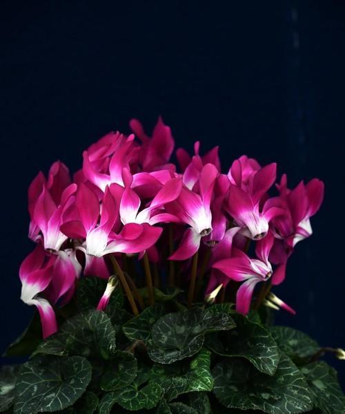 室内花卉的养护要点是什么？如何让室内花更茂盛？