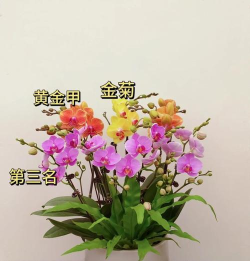 室内花卉的养护要点是什么？如何让室内花更茂盛？