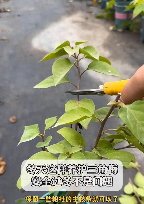 冬天植物的养护要点是什么？如何让植物安全过冬？